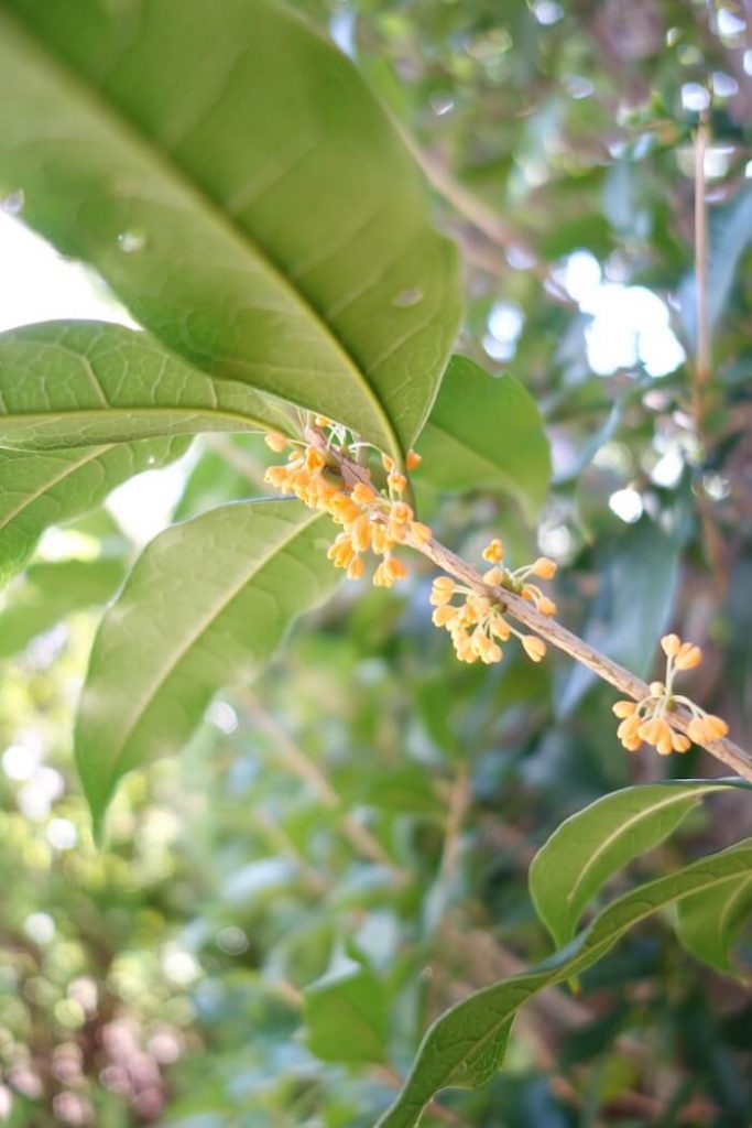 キンモクセイで作れる 香りを楽しむ 桂花茶