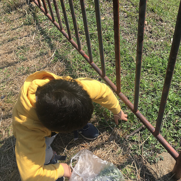 出かけられない春 初の よもぎ摘み で養生してみた