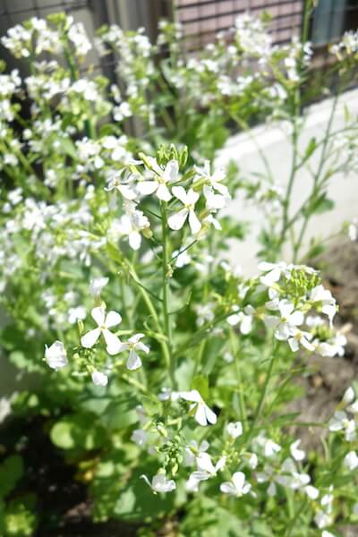 大根って花が咲いても食べられる