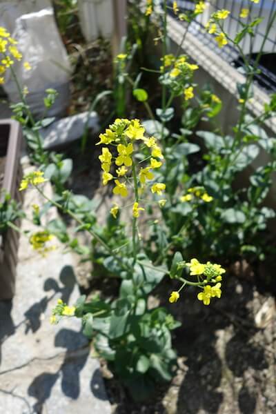 大根って花が咲いても食べられる