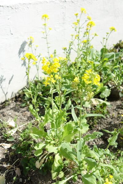 大根って花が咲いても食べられる