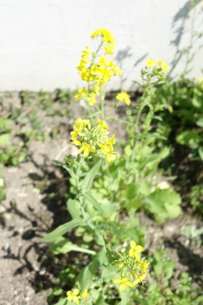 大根って花が咲いても食べられる