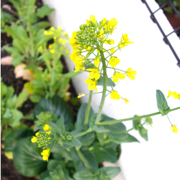 大根って花が咲いても食べられる